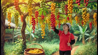 Harvesting Burmese G To The Market To Sell - Seafood Fried Noodles Lucias Daily Life
