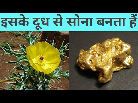 वीडियो: एक फूस की कीमत कितनी है?