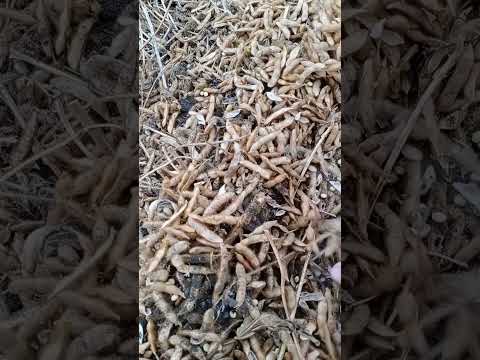 соевые бобы отличный