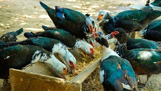 Muscovy Duck Breeding:  The Secrets to a Healthy Flock screenshot 5