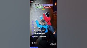 Top 5 Most Diabolical Catnip Arrests Caught on Camera (Ranking Feline Felons) 🚔🐱