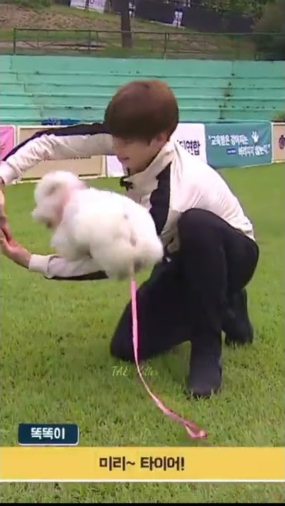Pelatihan anjing BTS 😆🤭 Anjing Suga marah 😂🥰 #btsjungkook#bts#btsarmy
