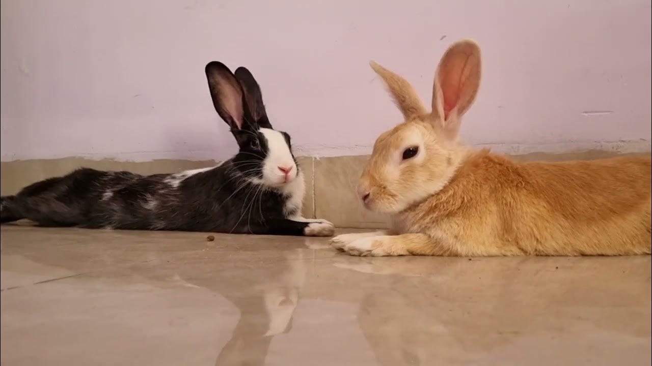 Cute Bunnies Playing Together Gogo & Chiku Bunny Brothers YouTube