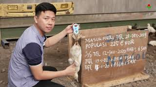 NEWHOPE PAKAN BEBEK VIDEO BP93 Lumajang