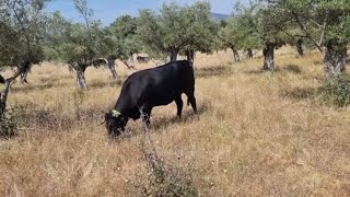 Autóctonos esto está abandonao, tenemos tarde de tormenta y las avileñas en la sombra.