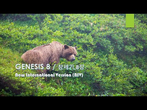 GENESIS 8 / 창세기 8장. New International Version (NIV) 영어 성경 낭독