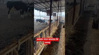 চতুর্থ রমাদানে খাবারের কি অবস্থা 🐄 #cow #farming #shorts #shortvideo #youtubeshorts