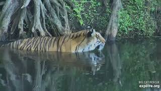 Cooling off. Priya tiger at Big Cat Rescue.
