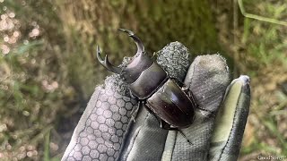 【超レア産地】オオクワガタを見つけるヒントを公開します【2025年カブトムシ・クワガタ採集】