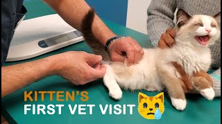 Ragdoll Kitten's First Vet Visit | Vlog #2