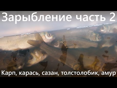 Карп, толстолобик, белый