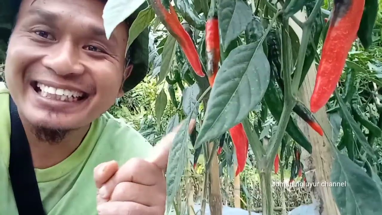 SEMPAT PESIMIS DI AWAL TANAM!!!!!ALHAMDULILLAH AKHIRNYA PANEN JUGA.#jumaringluyur #petanimilenial  
