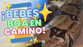 ¡BOAS PREÑADAS en el CRIADERO! - El Terrario Feliz