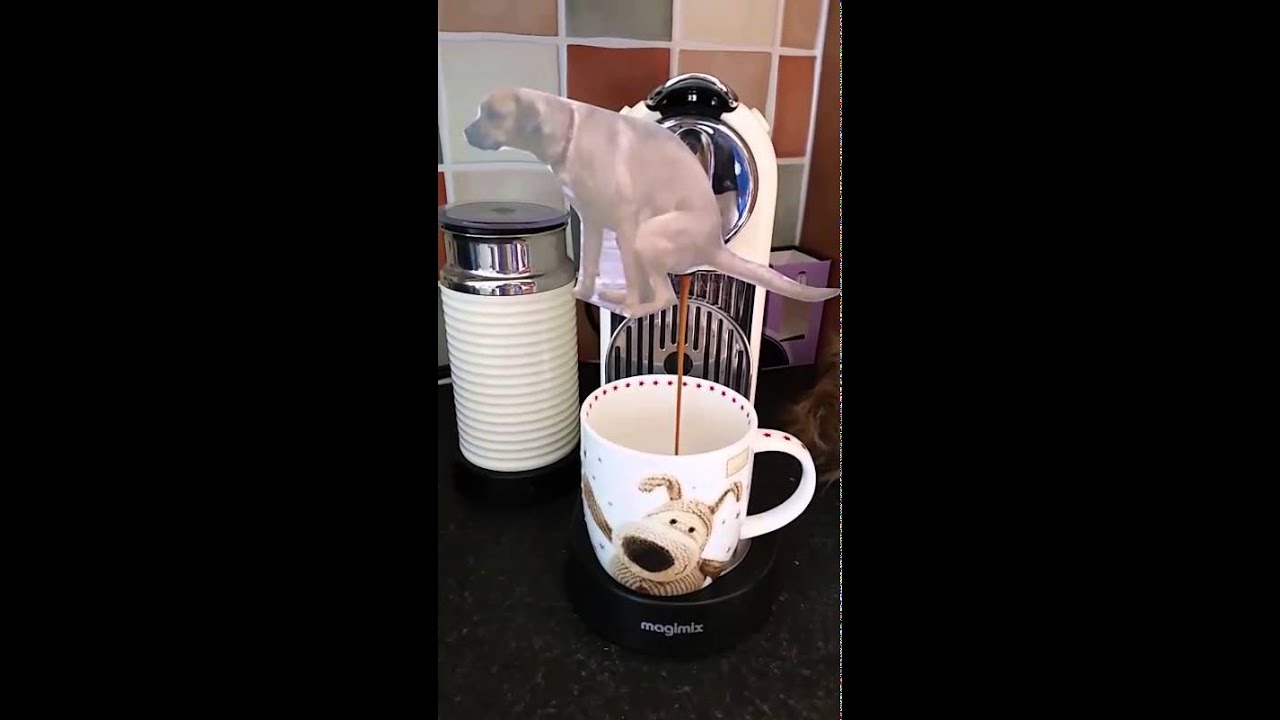 Coffee makes me poop YouTube