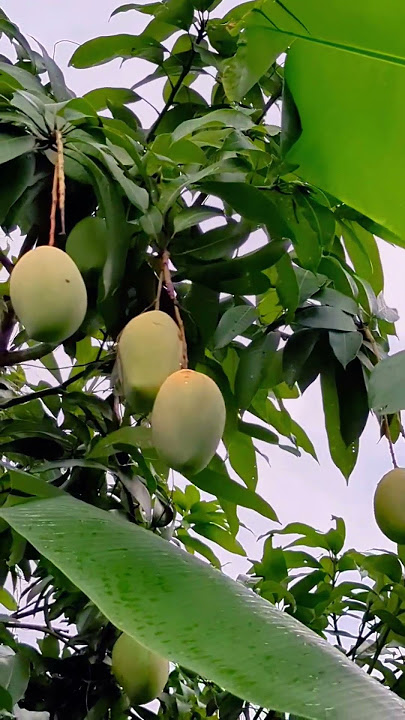 Fruit 🥭Nice view at raining #nature #rainsounds #rain