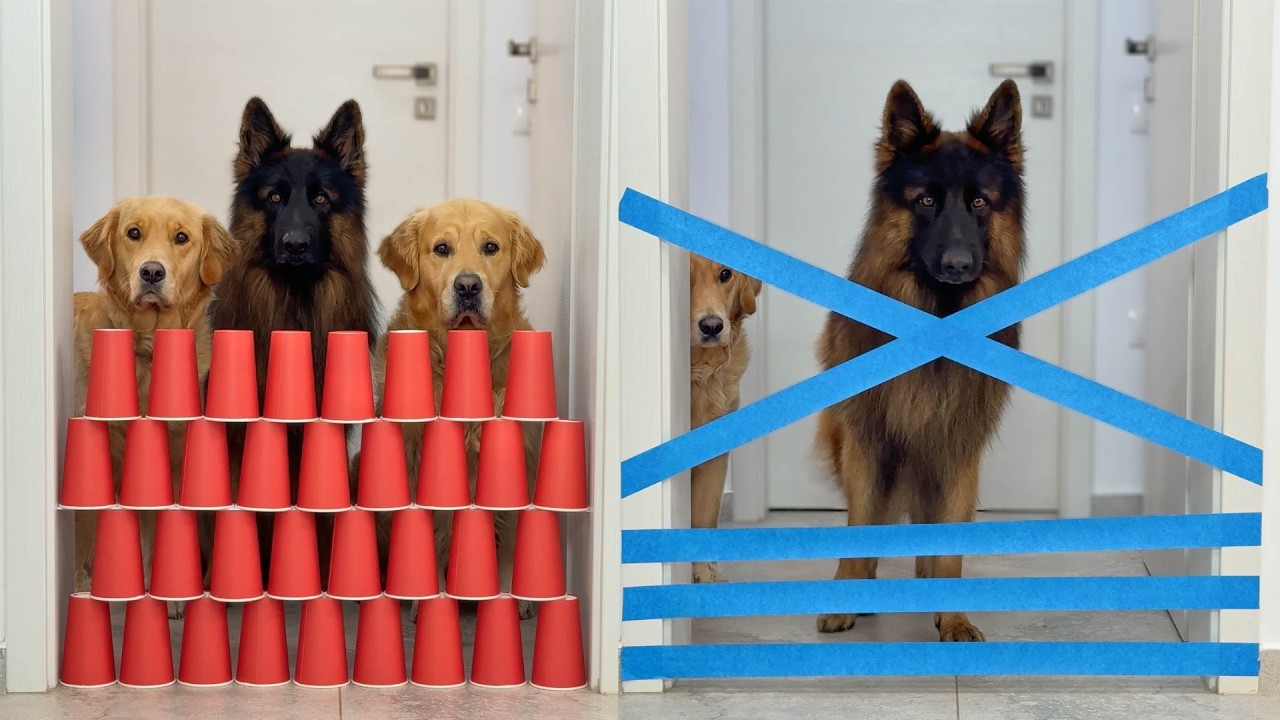 ⁣Dogs And Cats Take On Every Challenge You Can Imagine!