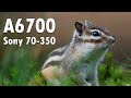 Sony A6700 | Siberian Chipmunk 4k Slowmotion footage | Sony E 70-350mm f/4.5-6.3 G OSS