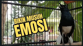 Suara Burung Kacer Bikin Lawan Emosi Gacor, Pancingan Kacer Agar Cepat Emosi Gacor