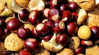 Aha Nature Moments: The Lucky Buckeye Wealth