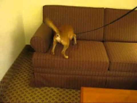Bed Bug Canine Detection: Start of Search and Indication