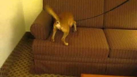 Bed Bug Canine Detection: Start of Search and Indication