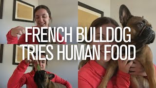 French Bulldog Tries Human Foods