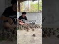 How to feed 100 baby tortoises at once! 🤯 #shorts #animals #turtle #nature #wspeed #