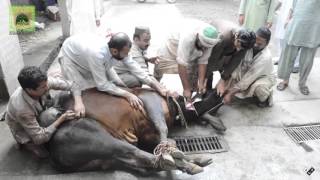 Animals Sacrifices On Eid-ul-Adha 2015 At Ghousabad Shareef
