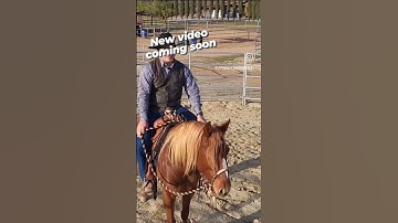 How to hold the reins in a Hackamore or Bosal