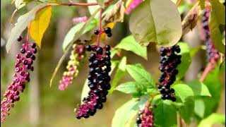 Read Surah Yaseen in text and audio MP3. You can read full