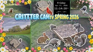 ☁️REPLAY🌷Joselyn's Backyard Cozy Critter Cam 🏵️Spring in Kentucky 2026 USA 🌦️ wild animals and birds