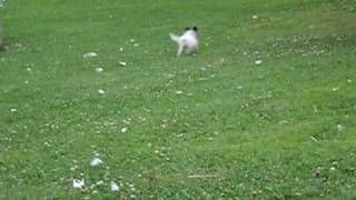 Little Pixie Pup ~ Papillon Puppy of 14 weeks