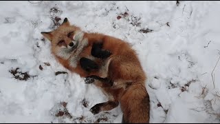 Alice the fox. Fox catches snowballs.