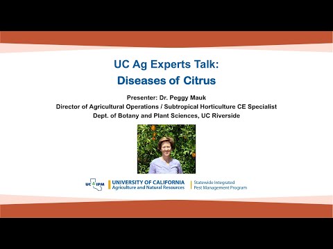 Video: Citrus Gummosis Information – Lär dig om citrusfotröta