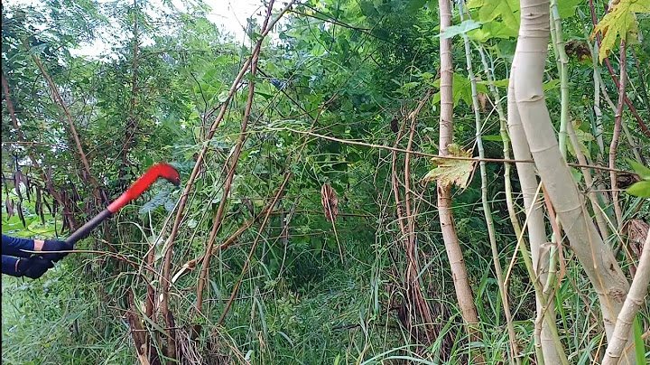 Como eliminar mato alto de qualquer terreno, Não tem segredo
