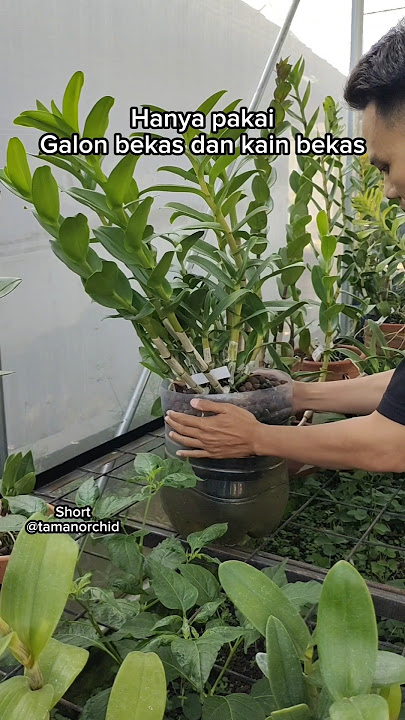 Aku Menanamnya Sejak 10 Bulan Sekarang Anggrek Ini Jadi Istimewa #shorts #orchids #orchidcare