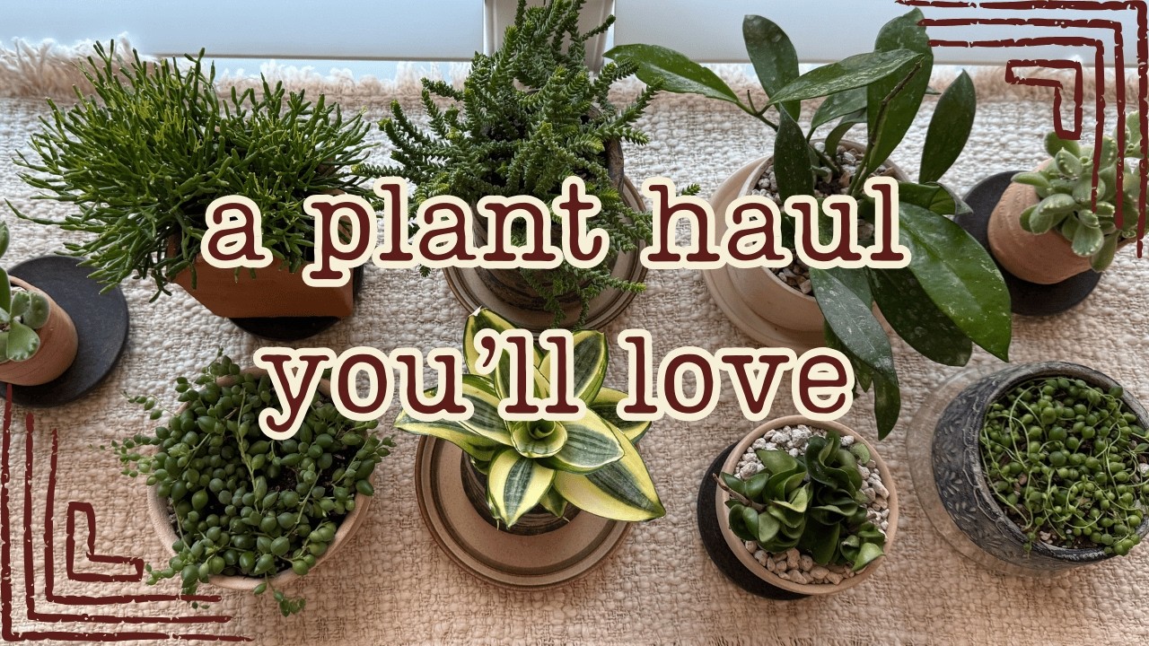 Rare to Beginner Plant Haul + Thrifted Pots 🌿