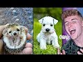 Try Not To Say AWW Challenge.. (Super Hard)