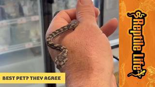 Baby Murray Darling Carpet Pythons | Reptile Life Geelong
