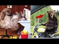 TOP Funny Animals Vines 2020🤣 Cute and Funny Animal Videos Compilation 🤣  Funny videos Cafa Land#30