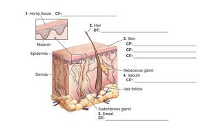 Chapter 4 Integumentary System 10thed