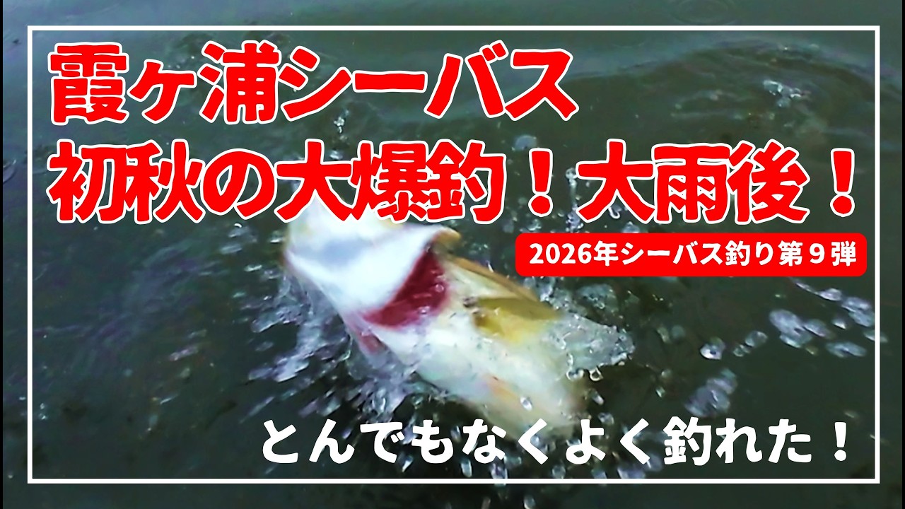 【霞ヶ浦・北浦】初秋のシーバス大爆釣！大雨後はお祭りだ！