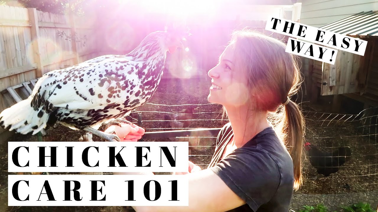 ⁣BACKYARD CHICKENS FOR BEGINNERS | How To Take Care Of Egg Laying Hens the EASY WAY | Urban Poultry