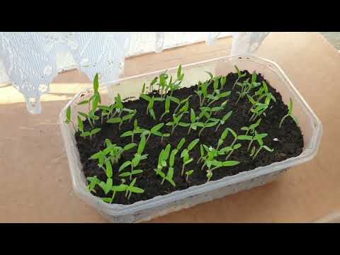 How to prevent elongation of seedlings?