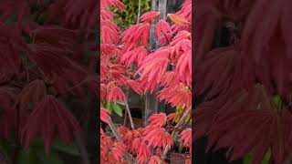 Japanese Maples #gardening #garden #plants