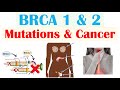 Brca1 and brca2 mutations  cancer types of cancer and whos most at risk
