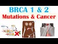 BRCA1 and BRCA2 Gene Mutations and Cancer Risk