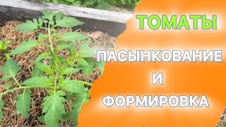 Формирование и пасынкование томатов. Отличия и каким томатом нужны🍅