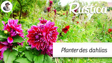 Quand commence à pousser les dahlias ?