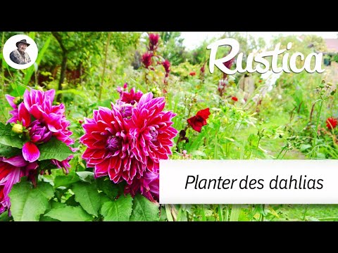 Planter des dahlias